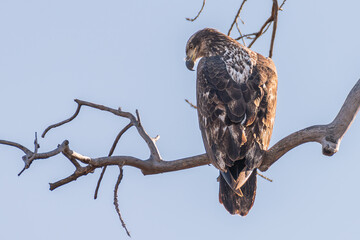 Bald eagle juvenile on branch