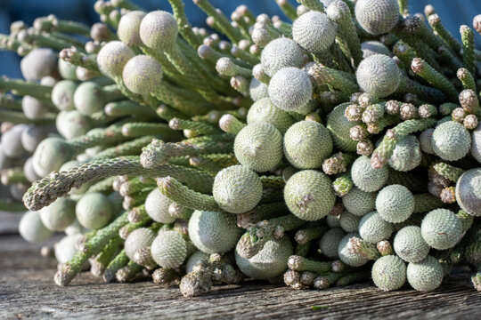 Close-up of unique green plant brunia with round, textured buds resting on wooden surface in natural light, showcasing intricate details of nature