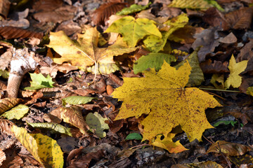 maple foliage. Close up of bright yellow maple leaves on fall tree branches with blurred natural background in autumn park or the forest. selective focus. sunny autumn day. seasonal leaf fall
