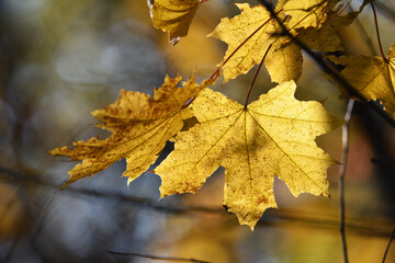 maple foliage. Close up of bright yellow maple leaves on fall tree branches with blurred natural background in autumn park or the forest. selective focus. sunny autumn day. seasonal leaf fall