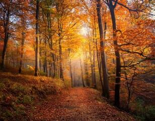 Fototapeta premium Beautiful view of the forest on a sunny day. Autumn landscape. Carpathians. Ukraine, Europe