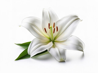 Fototapeta premium Lily isolated, lily on white background, Lily flower isolated, Lilyum Flower isolated on white background