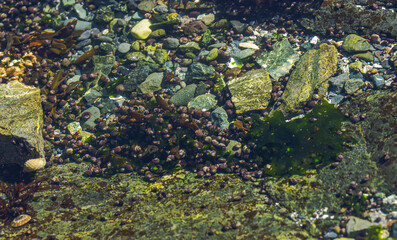 Seaweed On The  Rocks