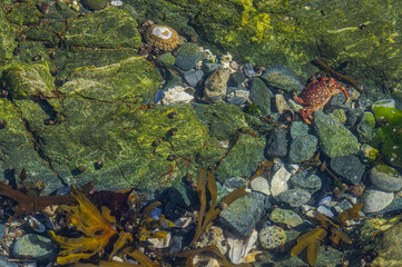 Marine Life