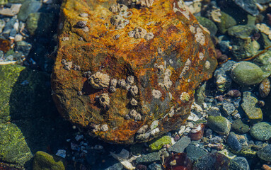 Barnacles And Seaweed