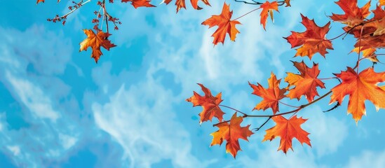 Maple Leaves Over Blue Sky