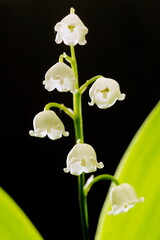 Muguet
