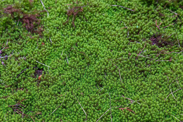 Green moss on the ground in the forest, close-up, selective focus