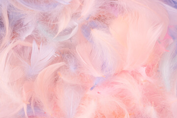Colorful feather background, top view.