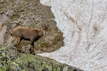 Alpine ibex, Capra ibex, steinbock European species of goat living in the Alps. Mountain goat in...
