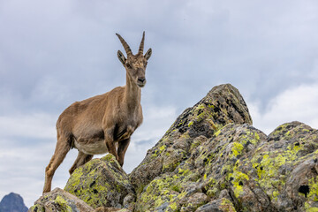 Alpine ibex, Capra ibex, steinbock European species of goat living in the Alps. Mountain goat in the Alps near Chamonix Mont Blanc. Wild goat in the natural environment, mammal wildlif of the Alps