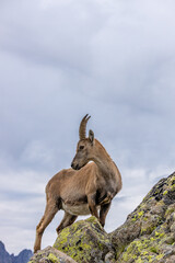 Alpine ibex, Capra ibex, steinbock European species of goat living in the Alps. Mountain goat in...