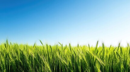 Obraz premium Vibrant green wheat fields swaying gently in the breeze under a clear blue sky