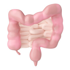 Healthy gut isolated white background, 3D rendering.