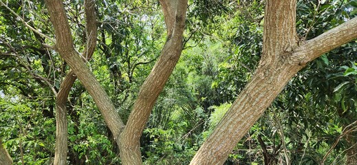 Fototapeta premium Trees and Tree Trunks in Nature