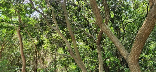 Trees and Tree Trunks in Nature