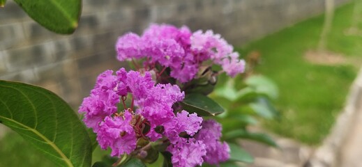 Obraz premium Lagerstroemia Speciosa Flower Against Green Grass Background