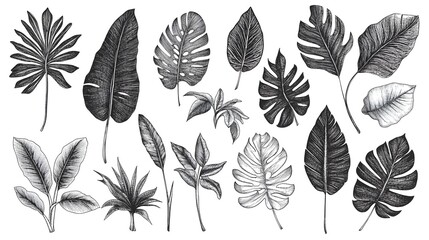 Detailed Monochrome Tropical Botanical Doodles with Lush Leaves and Stems