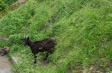 Black goat with big horns coming down the slope of a mountain with lots of vegetation