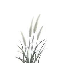 Close-up of a fresh green herb isolated on a white background