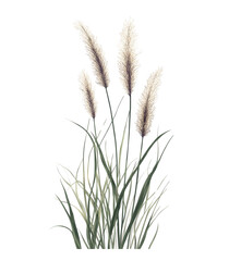 Golden wheat ears sway in the summer breeze, a symbol of bountiful harvest and rural beauty