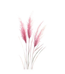 Golden wheat ears, isolated on white, symbolize the heart of agriculture and nature's bounty