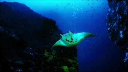 A majestic manta ray swims effortlessly among colorful corals and diverse fish species, creating a serene atmosphere in the ocean depths during the beautiful golden hour.