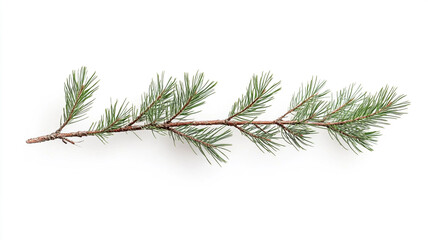 Pine tree branch on a white background.