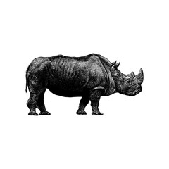 Obraz premium White Rhinoceros hand drawing vector isolated on background.