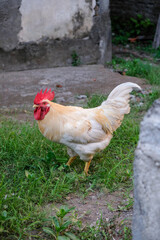 Cute white chicken rooster standing on the green grass