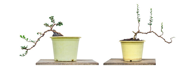 Two Sam nui tree,Antidesma acidum tree in plastic pot used to create bonsai.