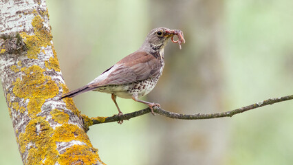 robin on a branch