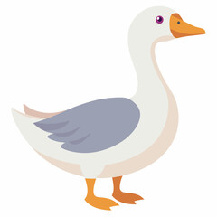 duck isolated on white