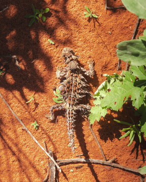 View of thorny devil lizard in natural habitat with desert vegetation, Denham, Australia.