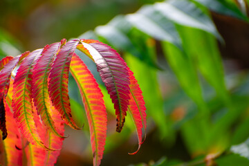 Sumac leaves in fall