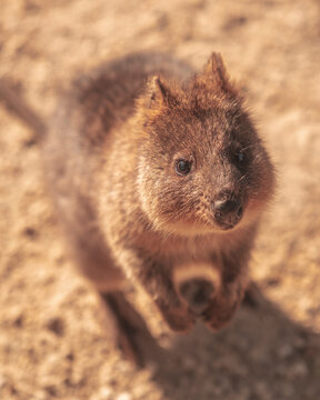 View of a cute and curious quokka in its natural habitat, Rottnest Island, Australia.