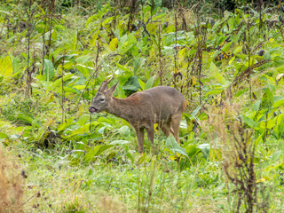 cute roe deer in the countryside poking out tongue