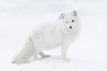 View of a serene white fox in a snowy landscape, Kalispell, United States.