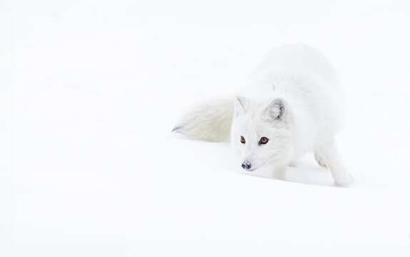 View of a beautiful white arctic fox in a serene snowy landscape, Kalispell, United States.