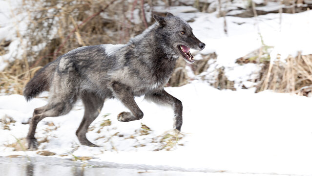 View of a dynamic wolf running through snow in a serene forest, Kalispell, United States.