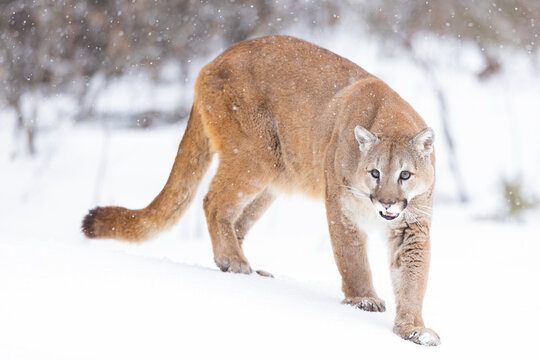 View of a majestic cougar prowling through the snowy wilderness, Kalispell, United States.
