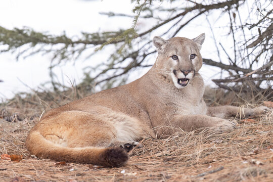 View of a resting cougar in a serene forest setting, Kalispell, United States.