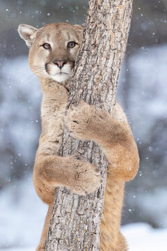 View of a majestic cougar in a snowy landscape surrounded by trees, Kalispell, United States.