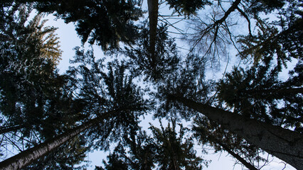 A captivating shot taken from below, capturing snow-covered tree canopies with the sky visible above.