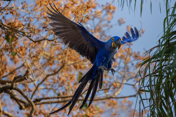 View of a vibrant blue macaw perched among lush trees under a clear sky, Pocone, Brazil.