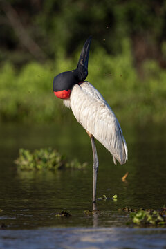 View of a jabiru standing in serene wetlands with reflections in the water, Pocone, Brazil.
