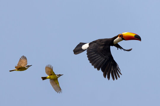 View of a colorful toucan soaring in a clear sky over the vibrant rainforest, Pocone, Brazil.