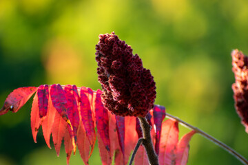 Sumac