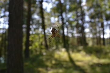 Little spider on his web in the green forest.