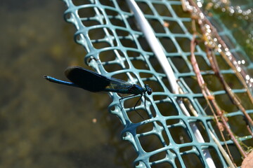 Dragonfly over the water